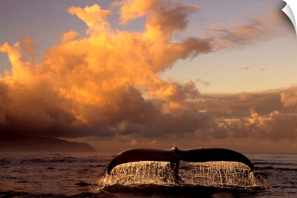 Landscape photograph on a big canvas of a humpback whale tail, dripping after breaking the surface of the water, as the su...