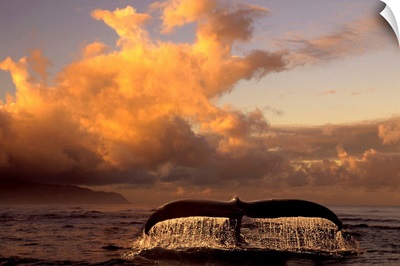 Humpback Whale Tail in Water