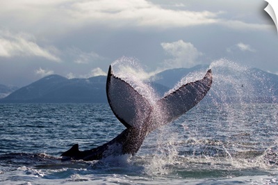 Humpback Whale Tail Slapping Surface Of Prince William Sound, Alaska