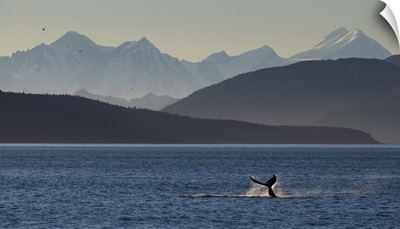 Humpback Whale Tail Slapping The Water's Surface, Glacier Bay In Inside Passage, Alaska