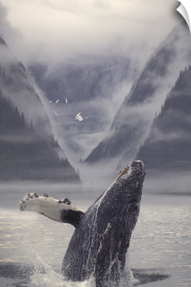 Composite Humpback Whale Breaching With Mist-Covered Mountains In The Background Of The Alexander Archipelago Of Southeast...