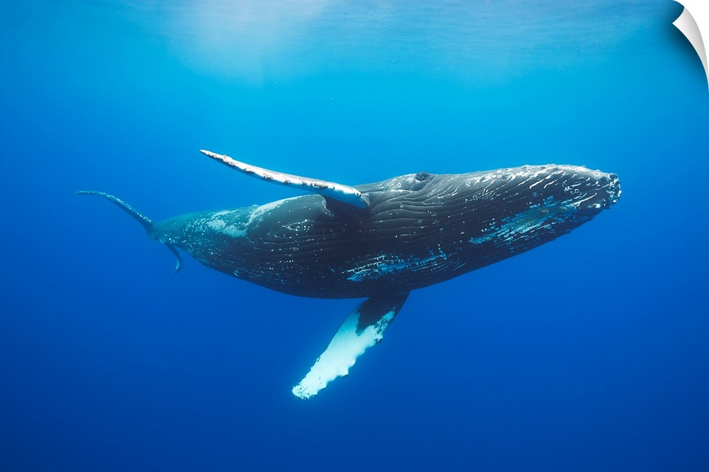Humpback whale (Megaptera novaeangliae) underwater. Hawaii, United States of America.