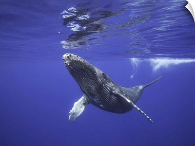 Humpback Whale Underwater, Hawaii