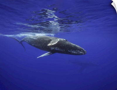 Humpback Whale Underwater, Hawaii, United States Of America