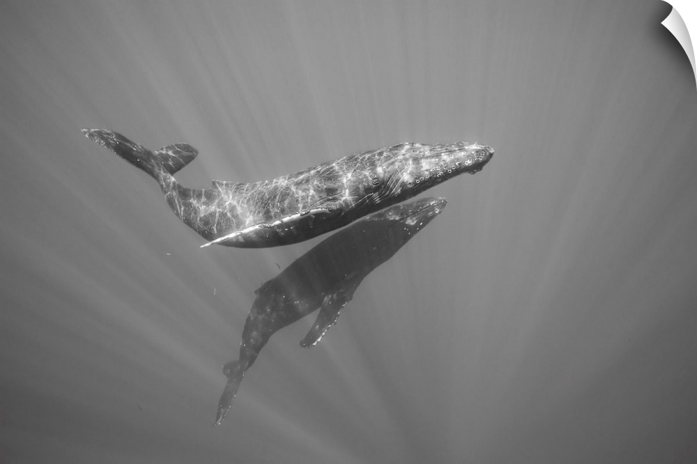Humpback whales (megaptera novaeangliae) underwater. Hawaii, united states of America.