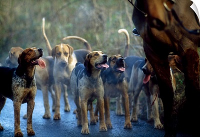 Hunting With Foxhounds, County Galway, Ireland