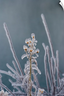 Ice-Coated Plants, Shoshone Falls, Twin Falls, Idaho