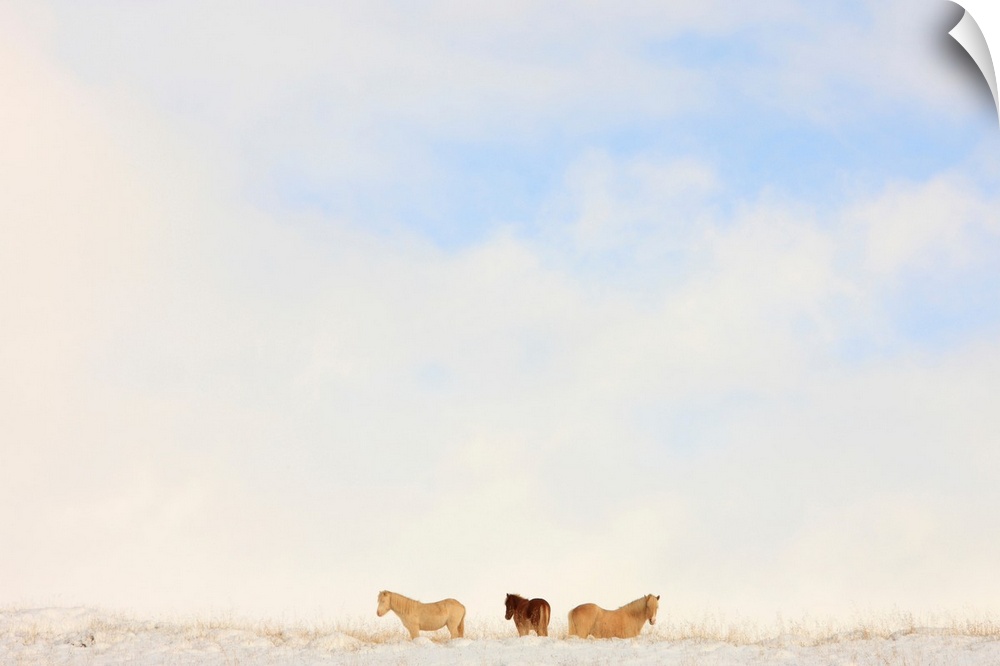 Icelandic Horses In Snow Covered Field, Iceland