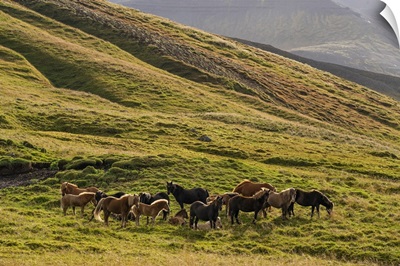 Icelandic Horses In The Rugged Landscape, Iceland