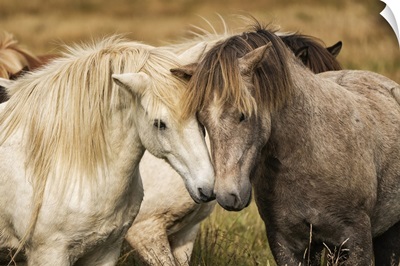 Icelandic Horses In Their Natural Setting, Iceland