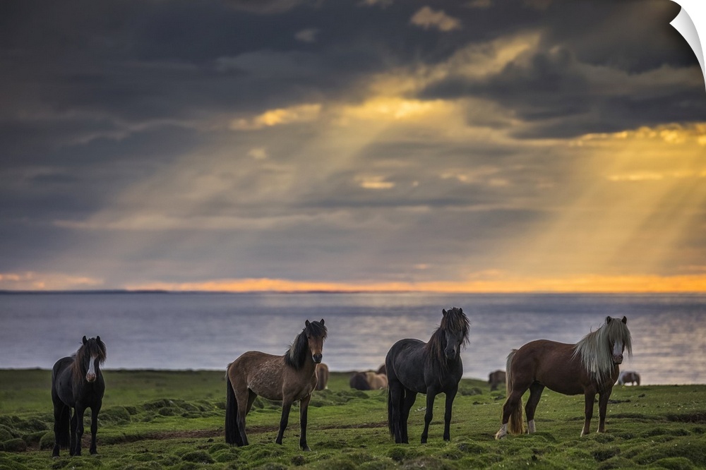 Icelandic horses standing in a row on the shore at sunset; Hofsos, Iceland