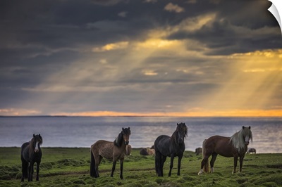 Icelandic Horses Standing In A Row On The Shore At Sunset, Hofsos, Iceland