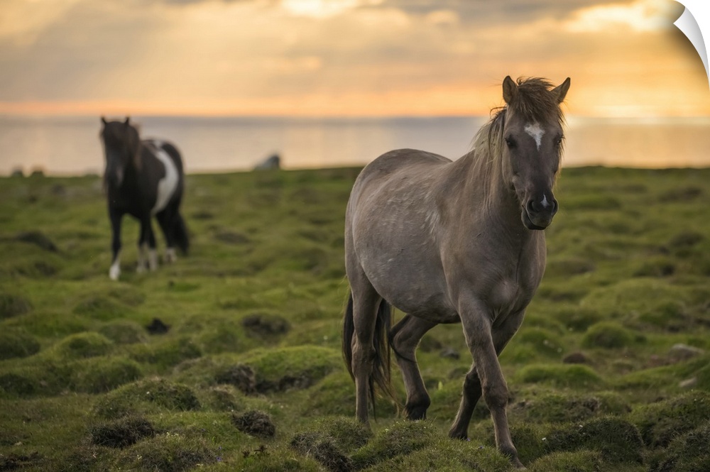 Icelandic horses walking along the ocean at sunset; Hofsos, Iceland