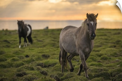 Icelandic Horses Walking Along The Ocean At Sunset, Hofsos, Iceland