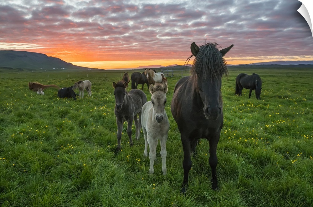 Icelandic horses walking in a grass field at sunset, Hofsos, Iceland