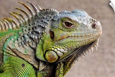 Iguana Profile