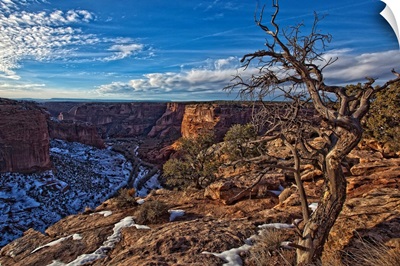 Image Of Tree With Vibrant Blue Sky On Canyon De Chelley, Arizona, USA