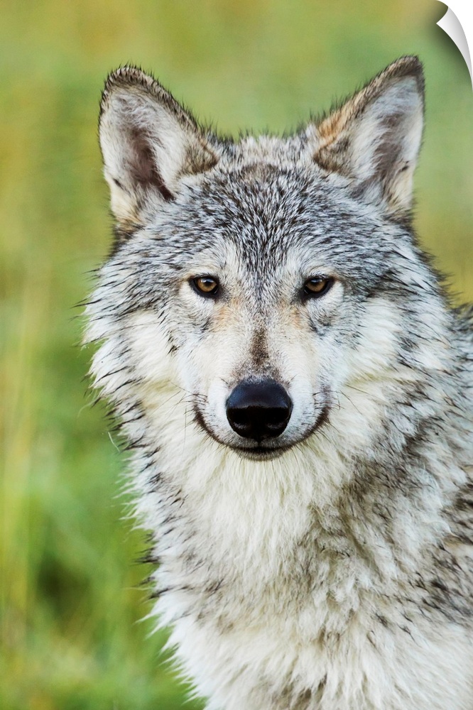 Immature female wolf (canis lupus), captive at the Alaska Wildlife Conservation Center, South-central Alaska, Portage, Ala...