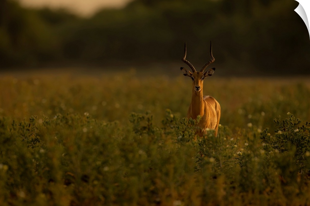 A male common impala, (Aepyceros melampus) stands among tall plants in the savanna, staring at the camera in Chobe Nationa...