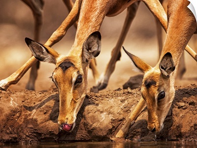 Impalas (Aepyceros Melampus) Drinking Water At Mashatu Game Reserve, Botswana