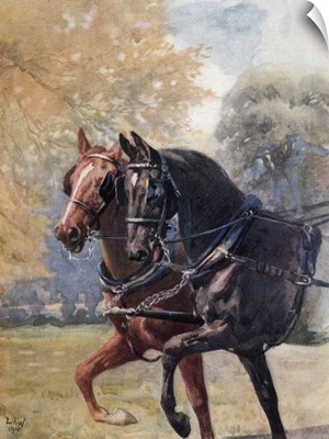 In Double Harness. Illustration From The Book Black Beauty By A. Sewell Published 1915