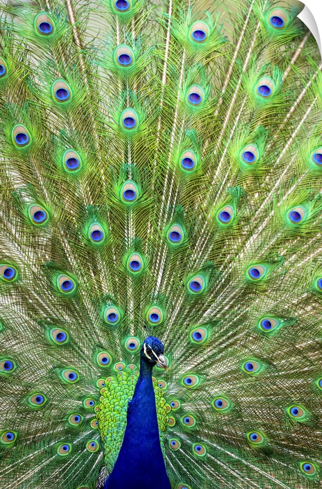 Indian peafowl (Pavo cristatus) proudly displaying the feathers of it's train; Fort Collins, Colorado, United States of Am...