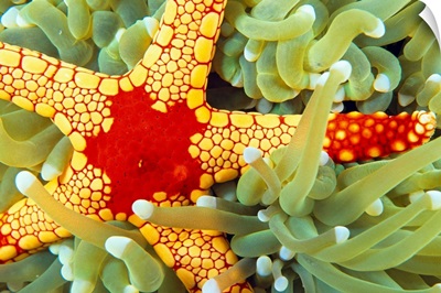 Indonesia, Close-Up Of Red And Yellow Sea Star On Coral