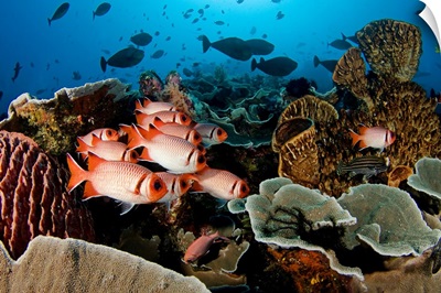 Indonesia, Komodo, Divers And A School Of Shoulderbar Soldierfish (Myripristis Kuntee)