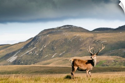 Isle Of Islay, Scotland. A Deer Standing In A Field