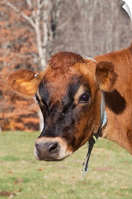 Jersey cow in autumn pasture, Baldwin Brook Farm, Canterbury, Connecticut