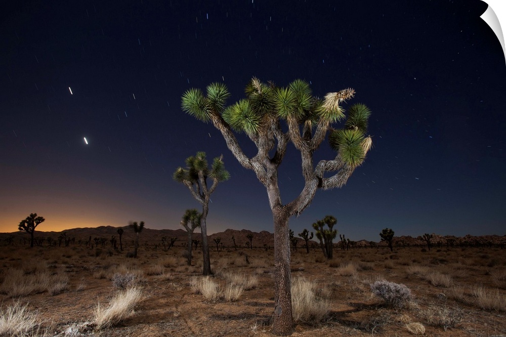 Stars over Joshua Trees in the desert.