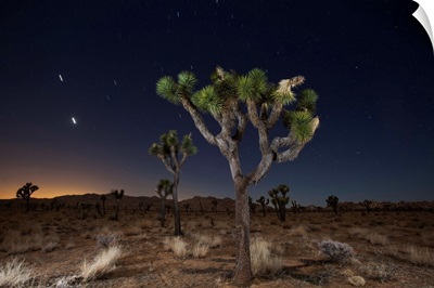 Joshua trees (Yucca brevifolia) standing in front of a starry night sky; Joshua Tree National Park, California, United States of America