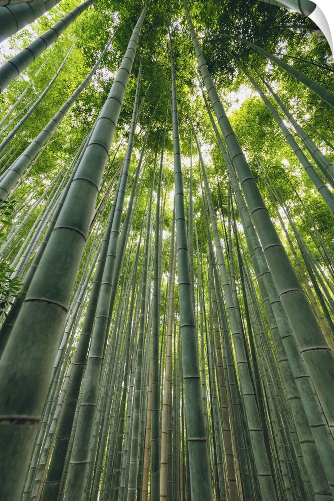Kameyama bamboo forest; Kyoto, Kansai, Japan.