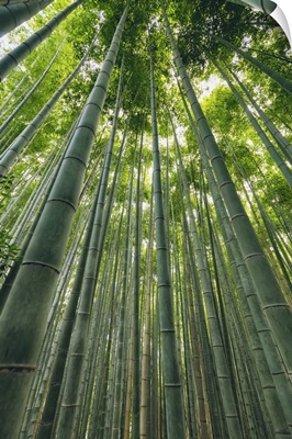 Kameyama Bamboo Forest, Kyoto, Kansai, Japan