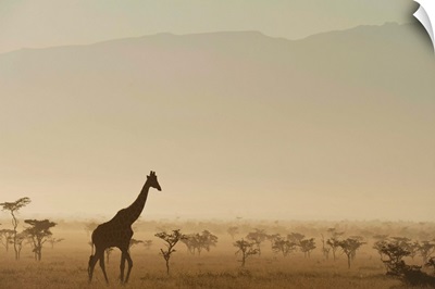 Kenya, Giraffe at dawn in front of Mt Kenya in Ol Pejeta Conservancy, Laikipia County