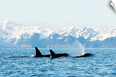 Killer whale pod in traveling in Resurrection Bay, Kenai Fjords National Park