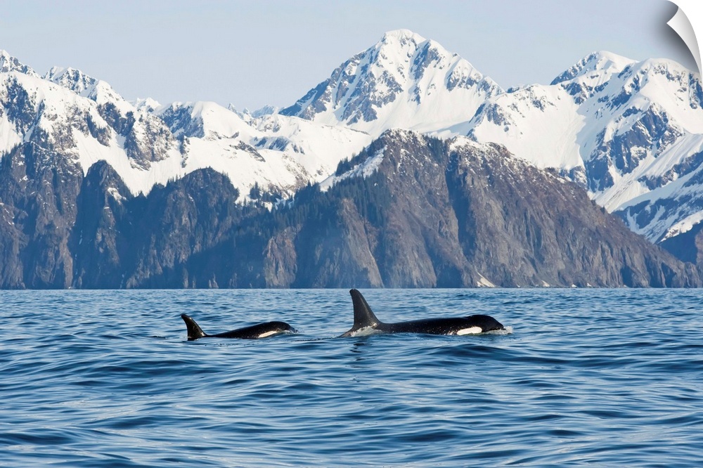 Killer whale, or orcas, Orcinus orca, cow and calf swimming in Resurrection Bay, Kenai Fjords National Park, outside Sewar...