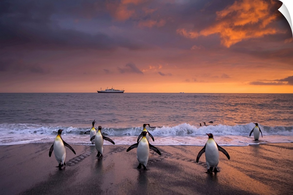 King penguins in surf at twilight.