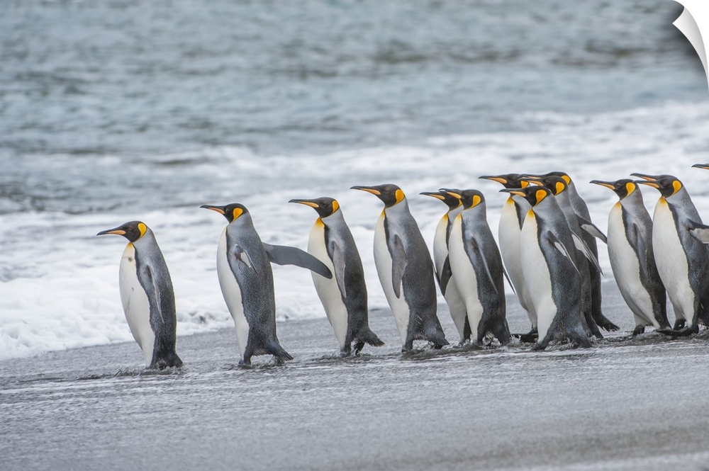 Group of King Penguins (Aptenodytes patagonicus) lined up on the beach at the water's edge waiting to enter the cold water...