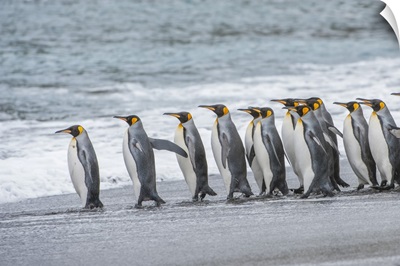 King Penguins Lined Up On The Beach At The Water's Edge, South Georgia, Antarctica