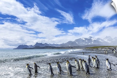 King Penguins Near Water Under A Cloudy Sky In South Georgia, Antarctica