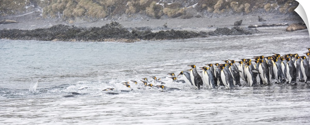Group of King Penguins (Aptenodytes patagonicus) lined up on the beach at the water's edge entering the cold waters of the...