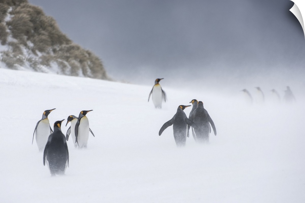 King Penguins (Aptenodytes patagonicus) standing in small groups up on the wintry tundra with blowing snow, South Georgia ...