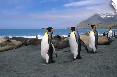 King Penguins Walk Among Elephant Seals, South Georgia Island