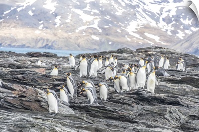King Penguins Walking On The Shore Of South Georgia Island, Antarctica