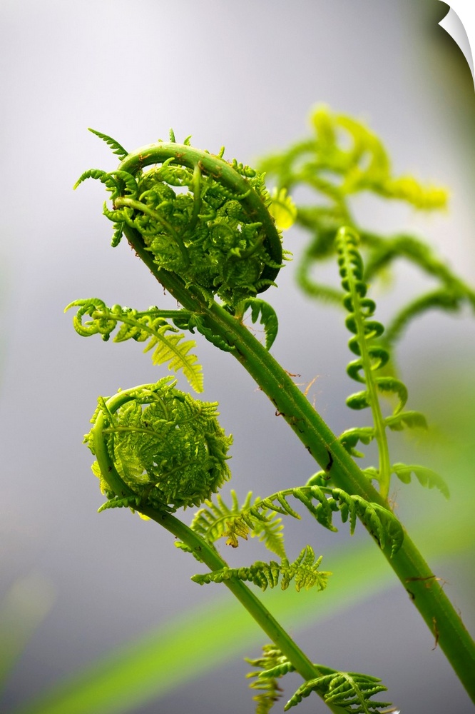 Lady fern fronds unfurl. Astoria, Oregon, United States of America.