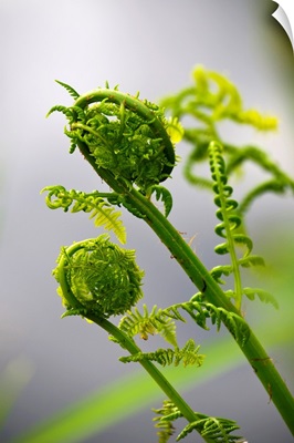 Lady fern fronds unfurl, Astoria, Oregon