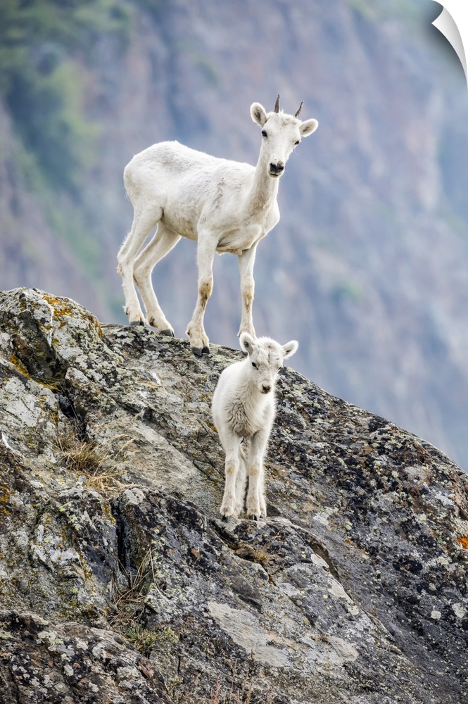 A lamb and an older Dall sheep (Ovis dalli) look at camera from their rocky hillside in the Windy Point area of the Chugac...