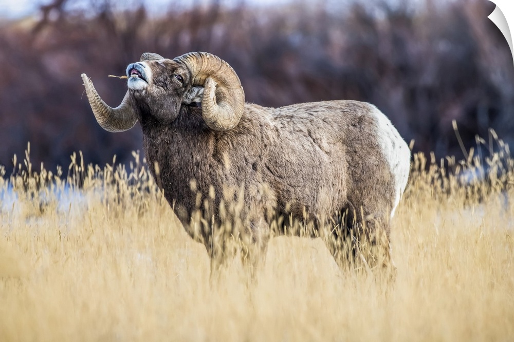 Large Bighorn Sheep ram (Ovis canadensis) with massive horns performs lip curl (flehmen) display during the rut near Yello...