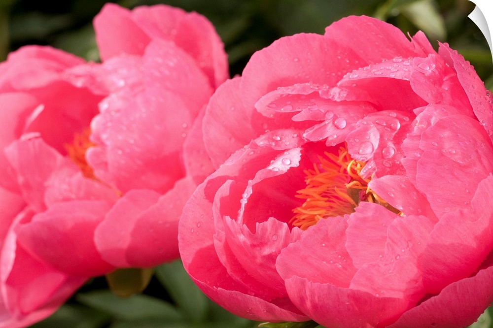 Oversized, close up, landscape photograph from the National Geographic Collection of two large peony flowers with water dr...